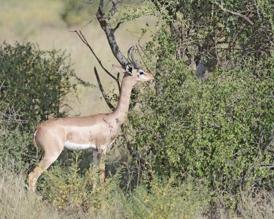 Gerenuk-010713-Samburu National Reserve, Kenya-#0529.jpg