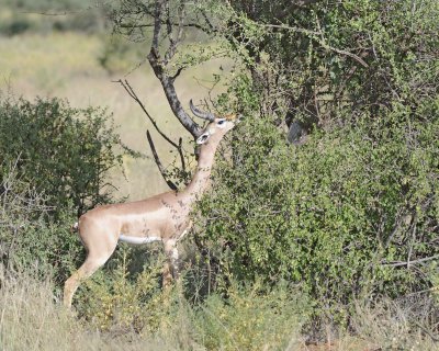 Gerenuk-010713-Samburu National Reserve, Kenya-#0539.jpg