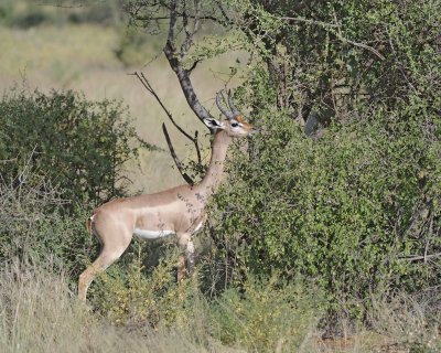 Gerenuk-010713-Samburu National Reserve, Kenya-#0541.jpg