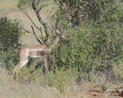 Gerenuk-010713-Samburu National Reserve, Kenya-#0570.jpg