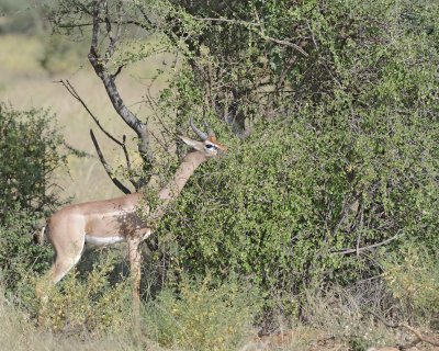 Gerenuk-010713-Samburu National Reserve, Kenya-#0577.jpg