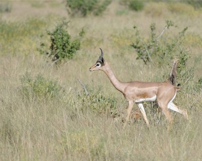 Gerenuk-010713-Samburu National Reserve, Kenya-#0600.jpg