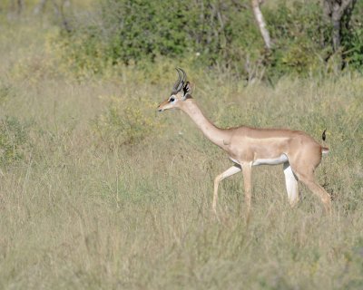 Gerenuk-010713-Samburu National Reserve, Kenya-#0648.jpg