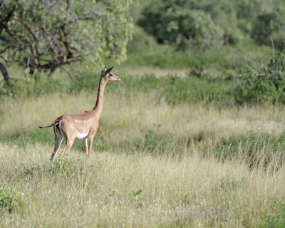 Gerenuk-010713-Samburu National Reserve, Kenya-#2497.jpg