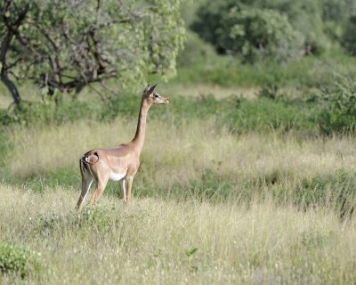 Gerenuk-010713-Samburu National Reserve, Kenya-#2500.jpg