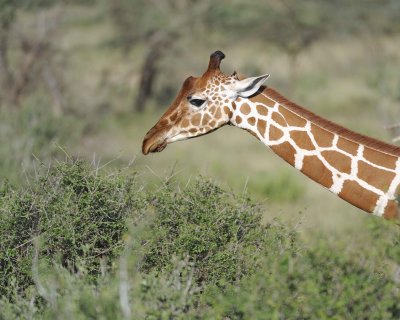 Giraffe, Reticulated, Head-010713-Samburu National Reserve, Kenya-#2555.jpg