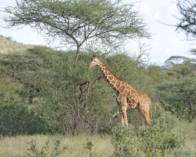 Giraffe, Reticulated-010713-Samburu National Reserve, Kenya-#3003.jpg