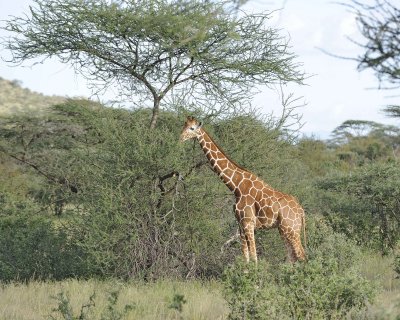Giraffe, Reticulated-010713-Samburu National Reserve, Kenya-#3005.jpg
