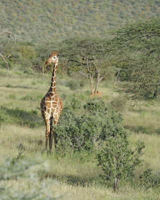 Giraffe, Reticulated-010713-Samburu National Reserve, Kenya-#3066.jpg