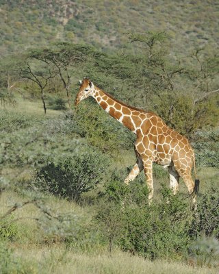 Giraffe, Reticulated-010713-Samburu National Reserve, Kenya-#3112.jpg