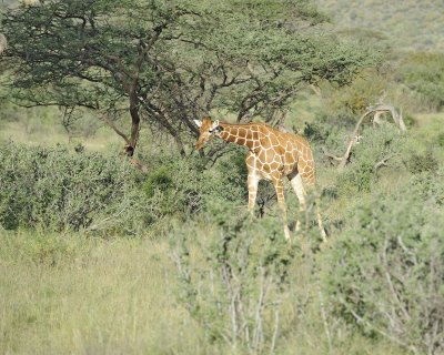 Giraffe, Reticulated-010713-Samburu National Reserve, Kenya-#3172.jpg