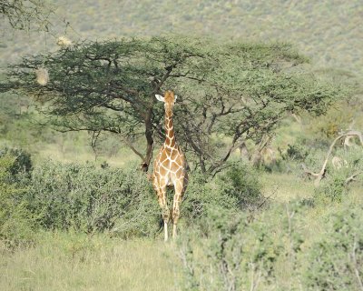 Giraffe, Reticulated-010713-Samburu National Reserve, Kenya-#3178.jpg