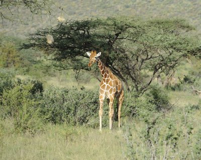 Giraffe, Reticulated-010713-Samburu National Reserve, Kenya-#3184.jpg