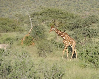 Giraffe, Reticulated-010713-Samburu National Reserve, Kenya-#3224.jpg