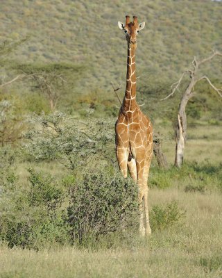 Giraffe, Reticulated-010713-Samburu National Reserve, Kenya-#3357.jpg