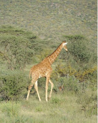 Giraffe, Reticulated-010713-Samburu National Reserve, Kenya-#3432.jpg