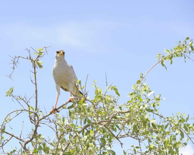 Goshawk, Eastern Chanting-010713-Samburu National Reserve, Kenya-#2191.jpg