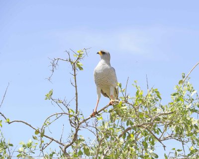 Goshawk, Eastern Chanting-010713-Samburu National Reserve, Kenya-#2214.jpg