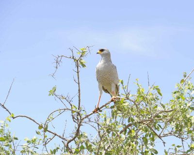 Goshawk, Eastern Chanting-010713-Samburu National Reserve, Kenya-#2226.jpg
