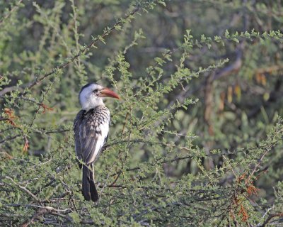 Hornbill, Red-Billed-010713-Samburu National Reserve, Kenya-#0122.jpg