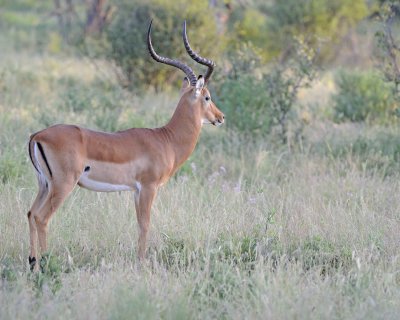 Impala, Ram-010713-Samburu National Reserve, Kenya-#0001.jpg