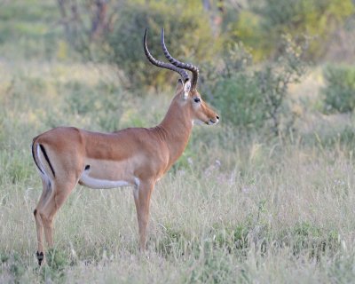 Impala, Ram-010713-Samburu National Reserve, Kenya-#0009.jpg