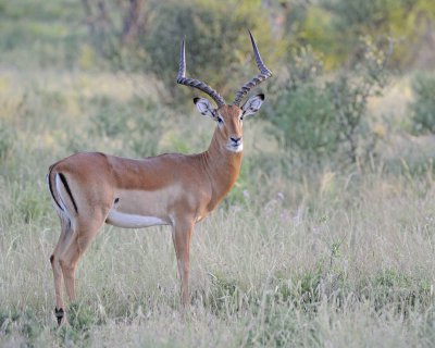 Impala, Ram-010713-Samburu National Reserve, Kenya-#0014.jpg