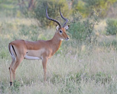 Impala, Ram-010713-Samburu National Reserve, Kenya-#0026.jpg