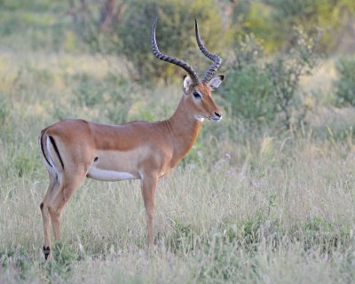 Impala, Ram-010713-Samburu National Reserve, Kenya-#0029.jpg