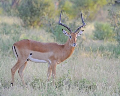 Impala, Ram-010713-Samburu National Reserve, Kenya-#0056.jpg