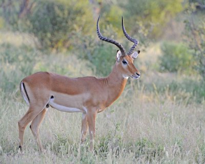 Impala, Ram-010713-Samburu National Reserve, Kenya-#0070.jpg