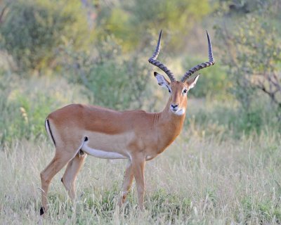 Impala, Ram-010713-Samburu National Reserve, Kenya-#0074.jpg