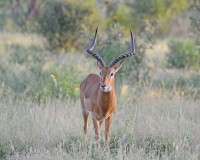 Impala, Ram-010713-Samburu National Reserve, Kenya-#0078.jpg