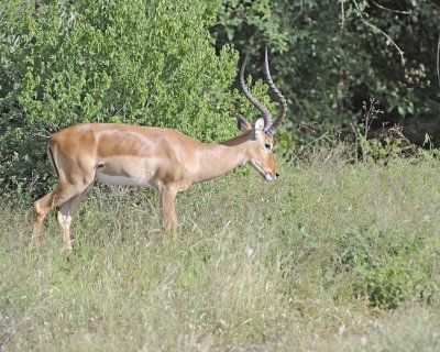 Impala, Ram-010713-Samburu National Reserve, Kenya-#2247.jpg