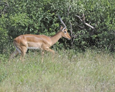 Impala, Ram-010713-Samburu National Reserve, Kenya-#2255.jpg