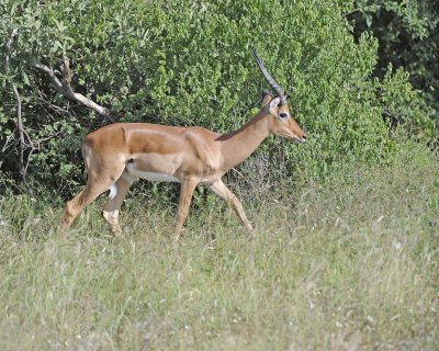 Impala, Ram-010713-Samburu National Reserve, Kenya-#2260.jpg