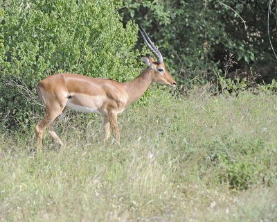 Impala, Ram-010713-Samburu National Reserve, Kenya-#2264.jpg