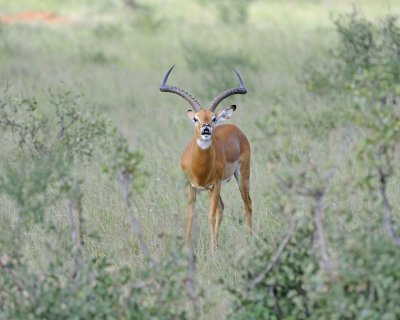 Impala, Ram-010713-Samburu National Reserve, Kenya-#2290.jpg
