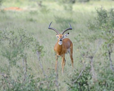 Impala, Ram-010713-Samburu National Reserve, Kenya-#2293.jpg