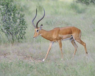 Gallery of Impala