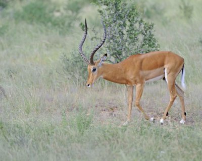 Impala, Ram-010713-Samburu National Reserve, Kenya-#2307.jpg