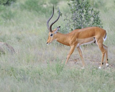 Impala, Ram-010713-Samburu National Reserve, Kenya-#2309.jpg