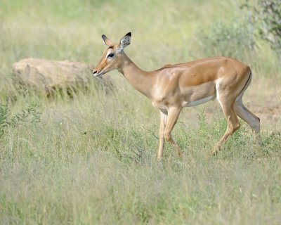 Impala, Ewe-010713-Samburu National Reserve, Kenya-#2268.jpg