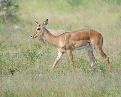 Impala, Ewe-010713-Samburu National Reserve, Kenya-#2271.jpg