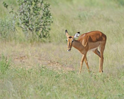 Impala, Ewe-010713-Samburu National Reserve, Kenya-#2278.jpg