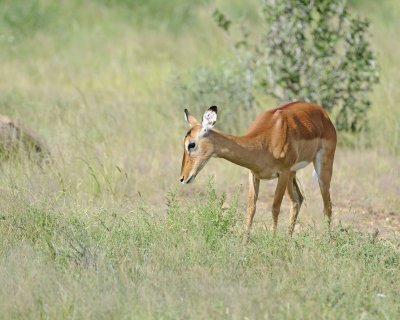 Impala, Ewe-010713-Samburu National Reserve, Kenya-#2281.jpg