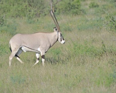 Oryx-010713-Samburu National Reserve, Kenya-#0366.jpg