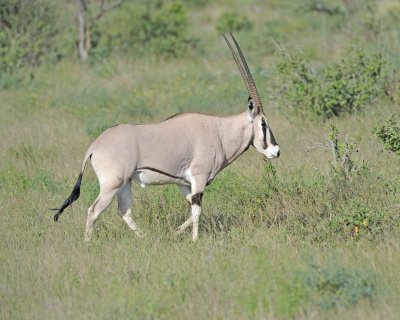 Oryx-010713-Samburu National Reserve, Kenya-#0368.jpg