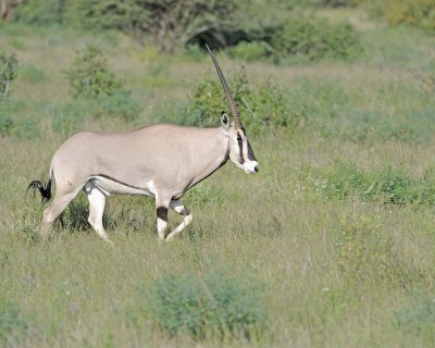 Oryx-010713-Samburu National Reserve, Kenya-#0373.jpg
