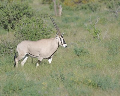 Oryx-010713-Samburu National Reserve, Kenya-#0379.jpg